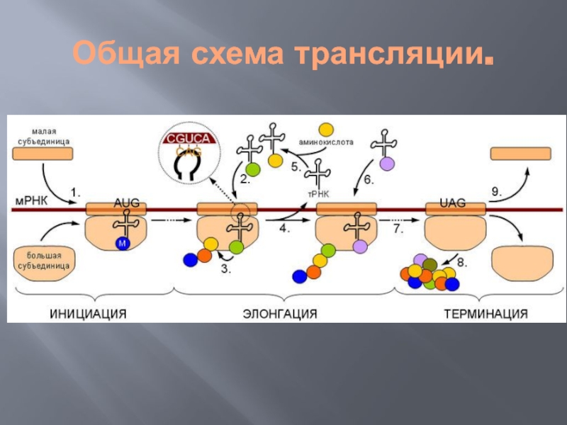 Биохимия трансляция презентация