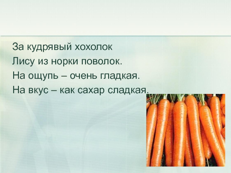 Что такое поволоки. За кудрявый хохолок лису из норки поволок. За кудрявый хохолок лису из норки. За кудрявый хохолок в лесу из норки поволок.