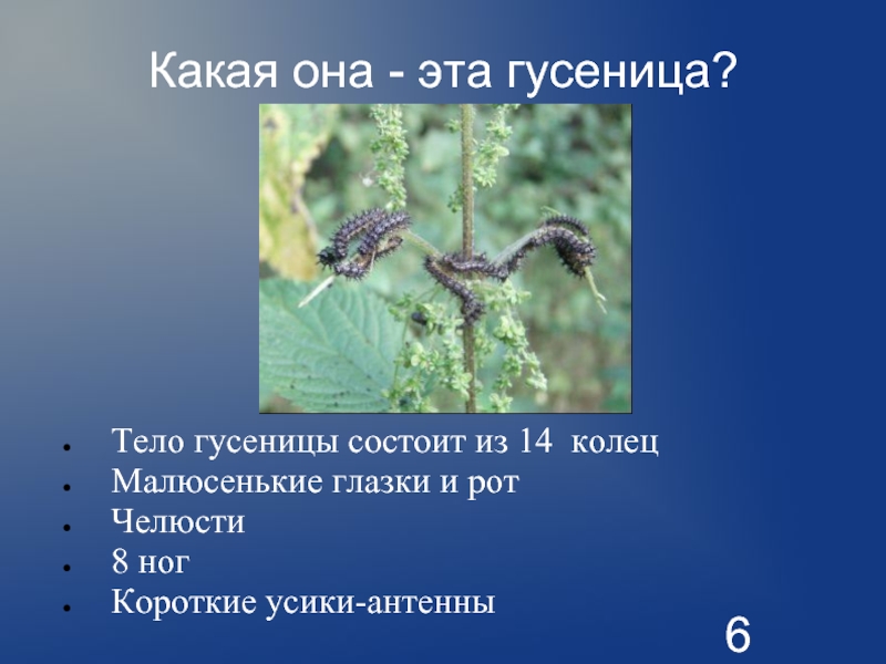 Гусеница землемер превращается в бабочку. Гусеница Землемер. Гусеница состоит из. Рассказ про гусеницу Землемер. Тело гусеницы состоит.