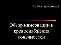 Ангионеврология Обзор иннервации и кровоснабжения конечностей