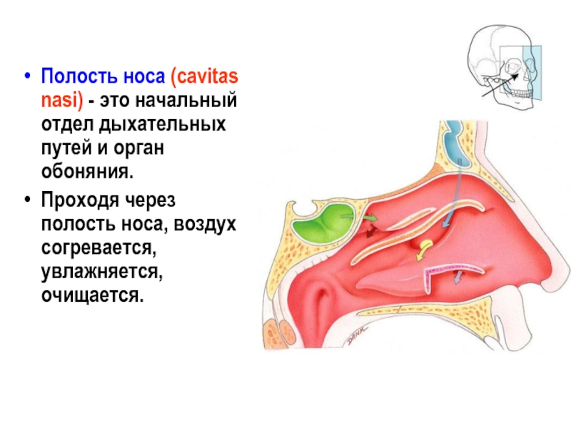 Как проходит воздух через нос схема - 95 фото