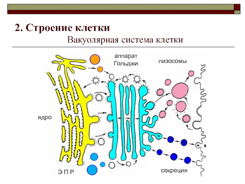 Эндоплазматическая сеть комплекс гольджи. Аппарат Гольджи цитоскелет. Вакуольная система клетки. Клеточная мембрана ЭПС комплекс Гольджи. Единой мембраной системой клетки что это.