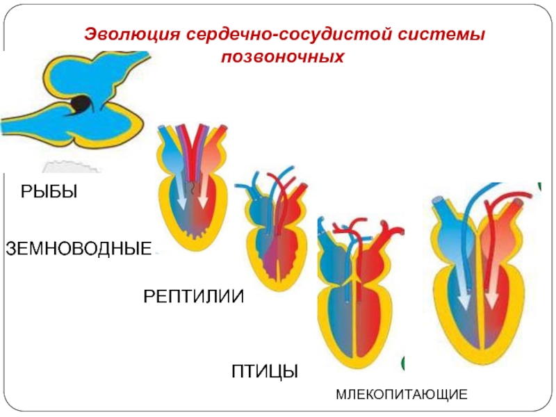 Схема кровеносной системы позвоночных