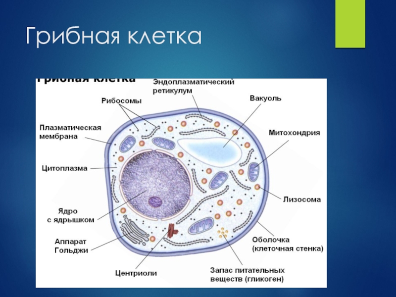 Есть ли ядро у грибов. Строение эукариотической клетки грибной. Эукариотическая клетка грибная. Строение грибной клетки. Клетка эукариот грибы.