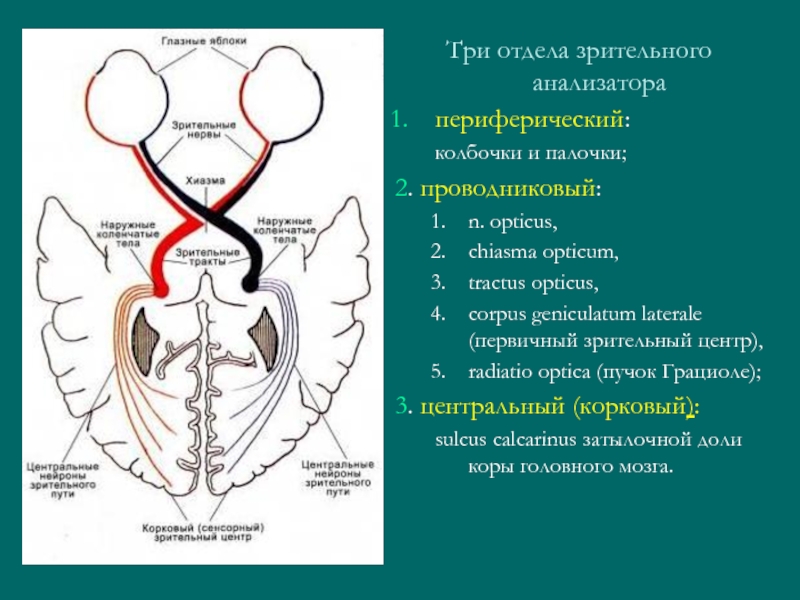 Проводниковый отдел зрительной системы