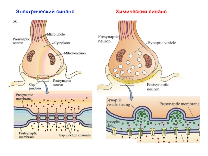 Аксосоматический синапс схема