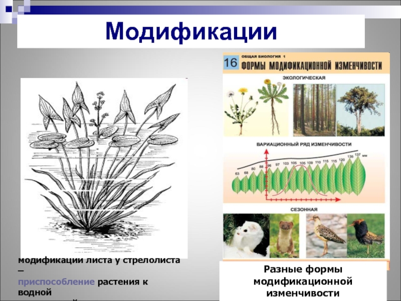 На рисунке изображен стрелолист с листьями разных форм 1 2 3 какая форма изменчивости