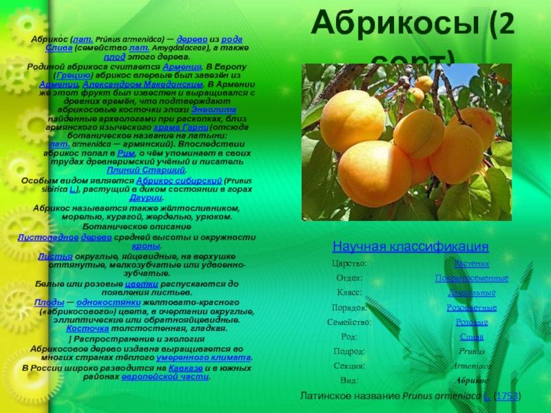 Моя любовь абрикоса текст. Абрикос описание растения. Абрикос дерево описание. Абрикос характеристика плода.