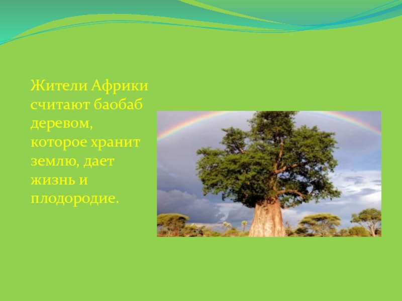 Для какой природной зоны характерно дерево баобаб. Баобаб доклад. Баобаб рассказ. Баобаб презентация. Загадка про баобаб для детей.