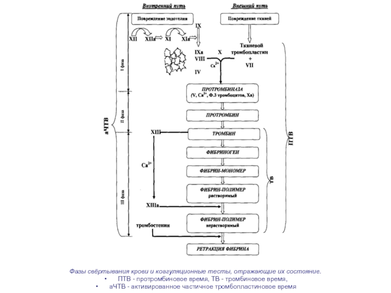 Фазы свертывания крови схема свертывания