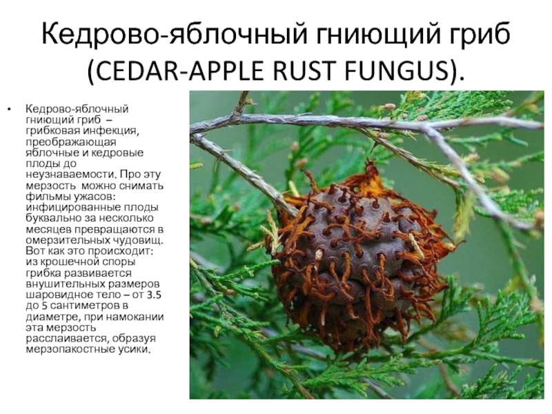 Кедрово-яблочный гниющий гриб (CEDAR-APPLE RUST FUNGUS).Кедрово-яблочный гниющий гриб – грибковая инфекция, преображающая яблочные и кедровые плоды до