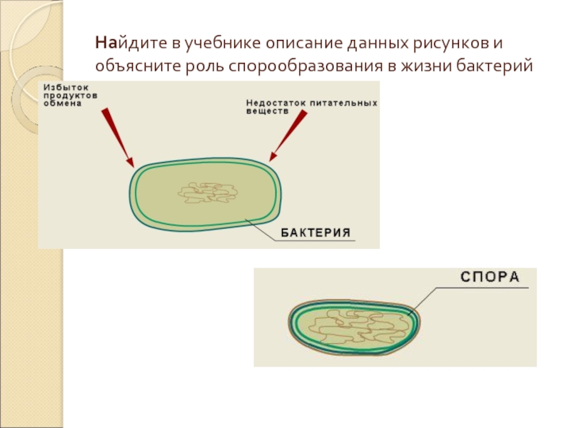 Какие функции спор у бактерий кратко