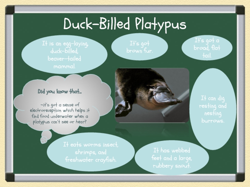 Duck-Billed PlatypusDid you know that…~it’s got a sense of electroreception which helps it find food underwater when