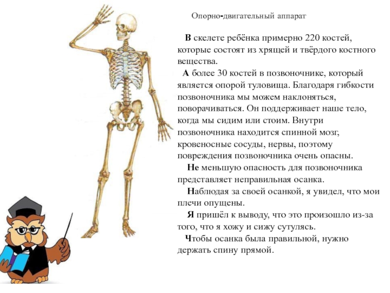 Для скелета не характерна. Загадка про скелет для детей. Кости скелета для детей. Сколько костей в скелете ребенка.