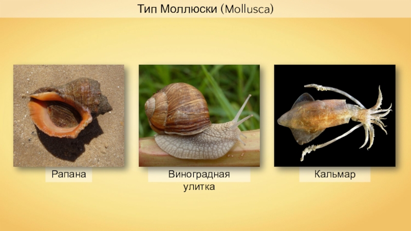Презентация Рапана
Кальмар
Виноградная улитка
Тип Моллюски ( Mollusca)