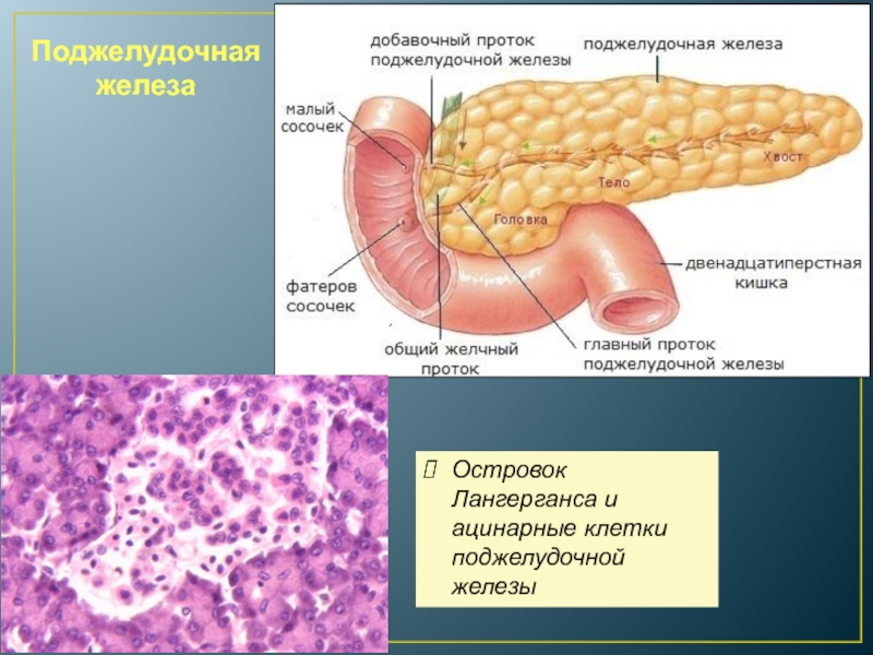 Поджелудочная железа свиньи. Поджелудочная железа анатомия структура. Tuber omentale поджелудочной. Строение поджелудочной железы анатомия. Серозная оболочка поджелудочной железы.