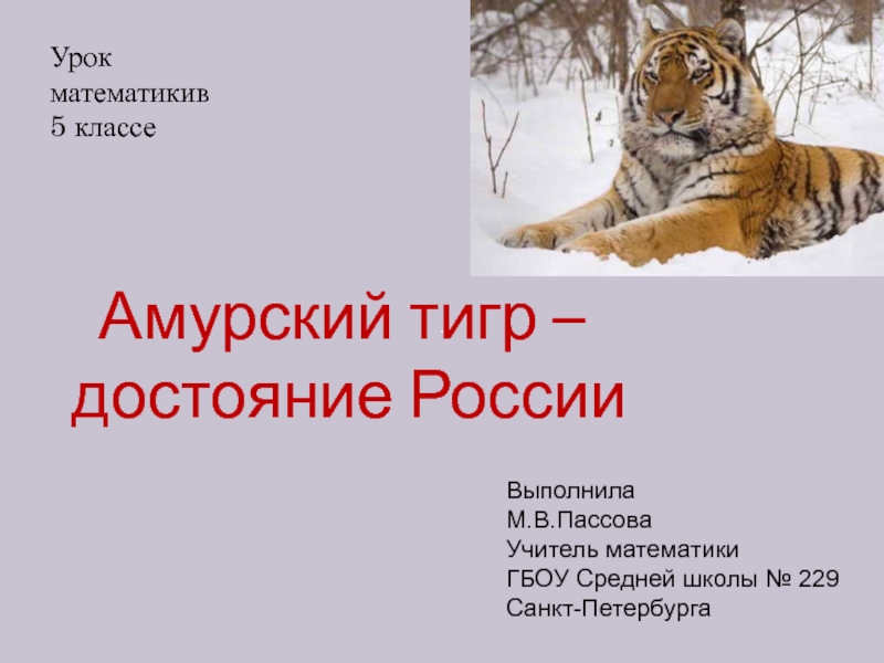 Презентация Амурский тигр - достояние России 5 класс
