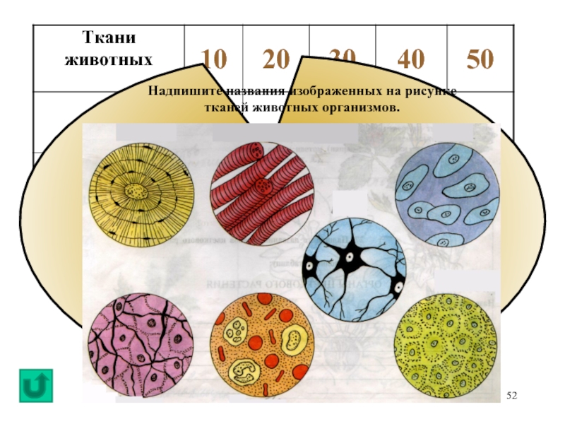 Изображение тканей биология