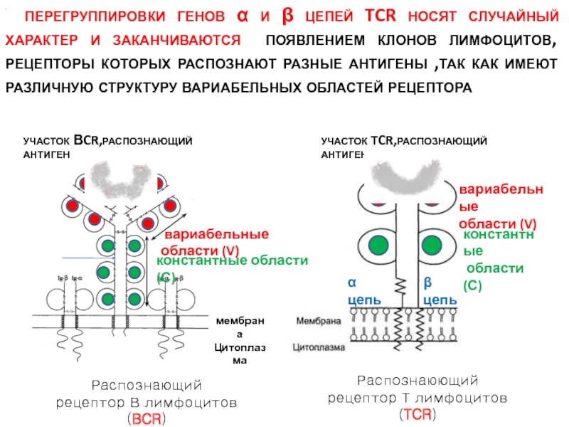 Презентация антигена лимфоцитам схема физиология