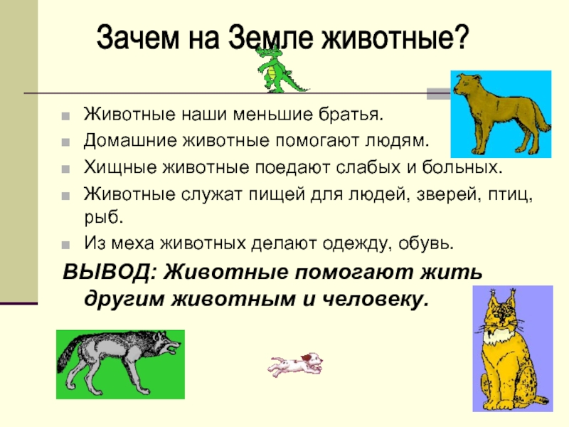 Почему человек животное. Животные служат пищей. Животные служат пищей для других животных. Почему человек не животное.