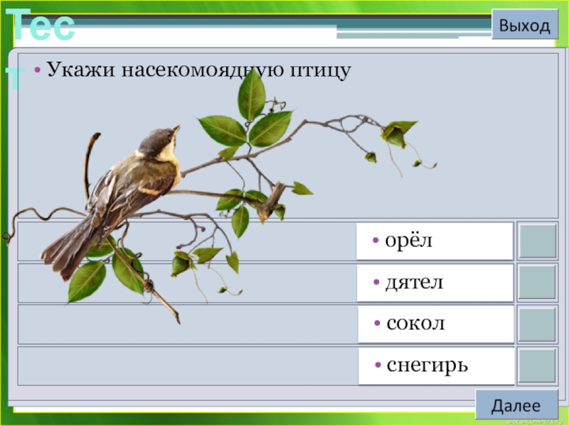 Тест птицы. Укажи насекомоядную птицу. Укажите насекомоядных птиц.. Птицы 4 класс окружающий мир. Укажи насекомоядную птицу Орел дятел Сокол Снегирь.