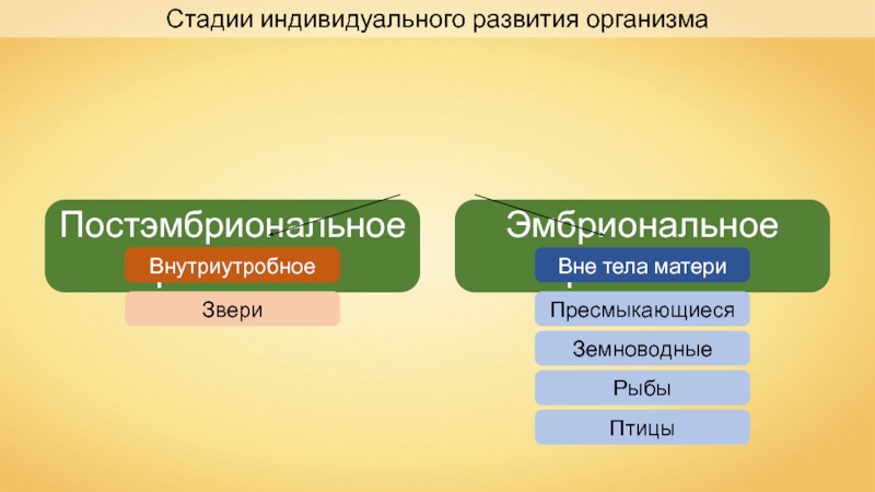 Презентация 7 класс периодизация и продолжительность жизни животных 7 класс