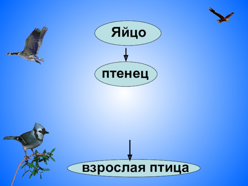 Размножение птиц. Этапы развития птиц. Этапы развития птиц 7 класс. Яйцо птенец взрослая птица.