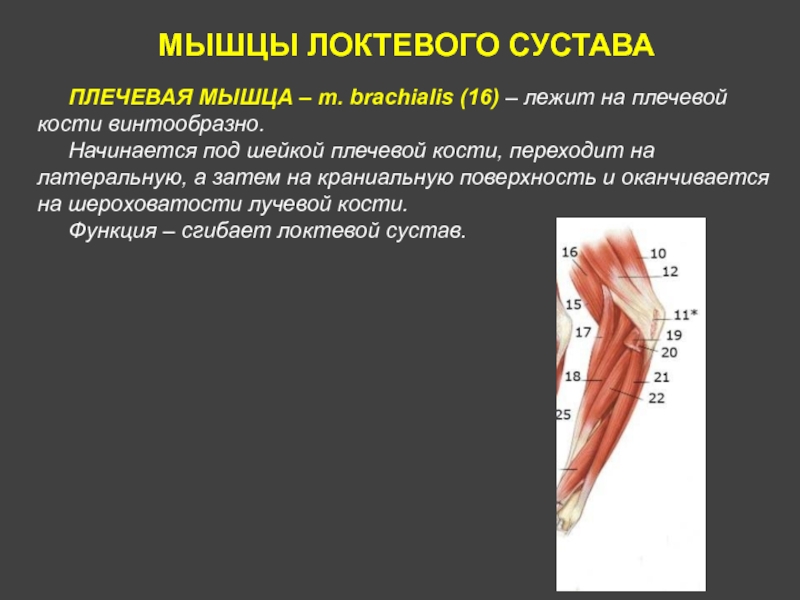 МЫШЦЫ ЛОКТЕВОГО СУСТАВАПЛЕЧЕВАЯ МЫШЦА – m. brachialis (16) – лежит на плечевой кости винтообразно.Начинается под шейкой плечевой