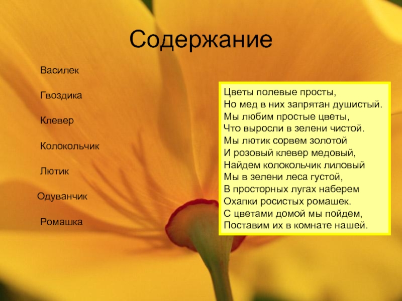 Содержание цветов. Стихотворение про Лютик. Загадка про Лютик для детей. Лютик стихи про цветок. Полевые слова.