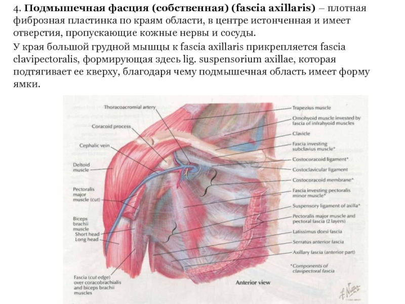 4. Подмышечная фасция (собственная) (fascia axillaris) – плотная фиброзная пластинка по краям области, в центре истонченная и
