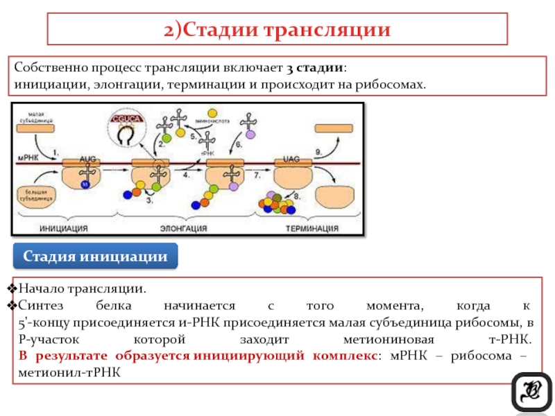 Биосинтез белка схема биохимия