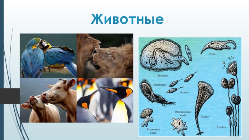 Презентация Животные (5 класс)