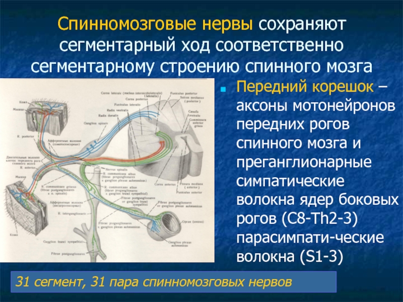 Ход нерва. Аксоны мотонейронов передних Рогов спинного мозга. Волоконный состав спинномозгового нерва. Спинномозговые нервы. Спинномозговые нервы симпатические волокна.