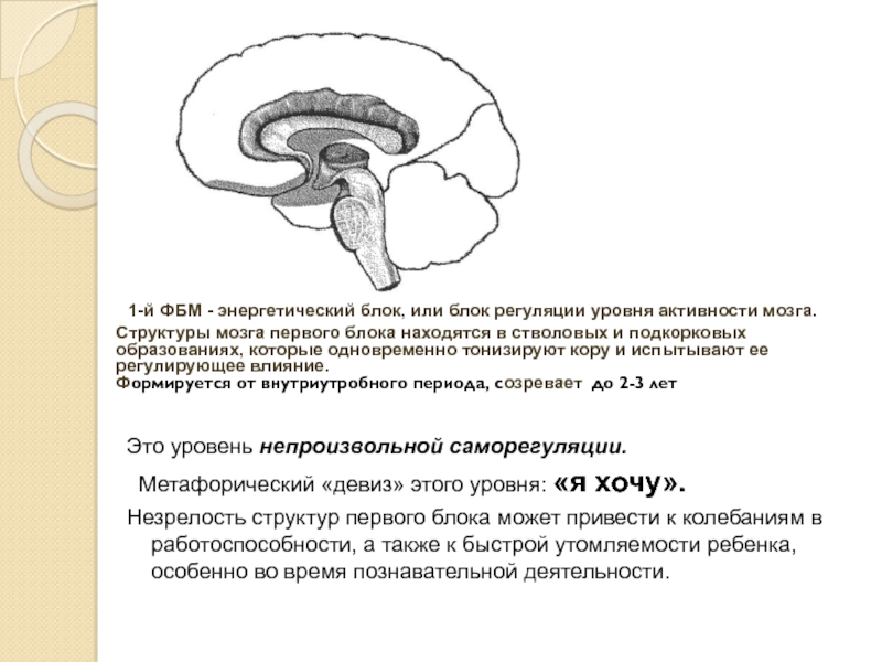 Метод замещающего онтогенеза презентация