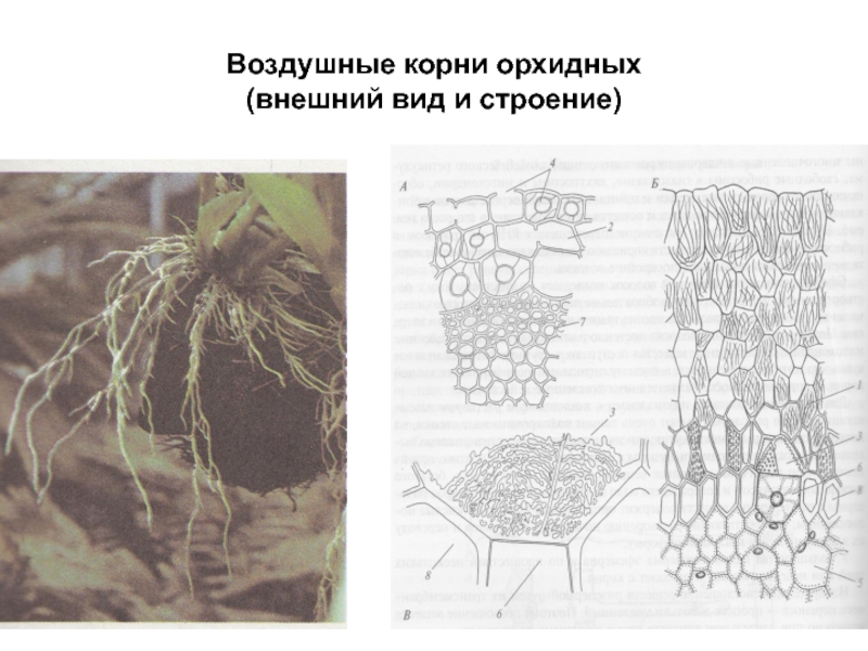 Воздушные корни рисунок