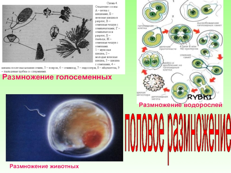 Интенсивность размножения организмов