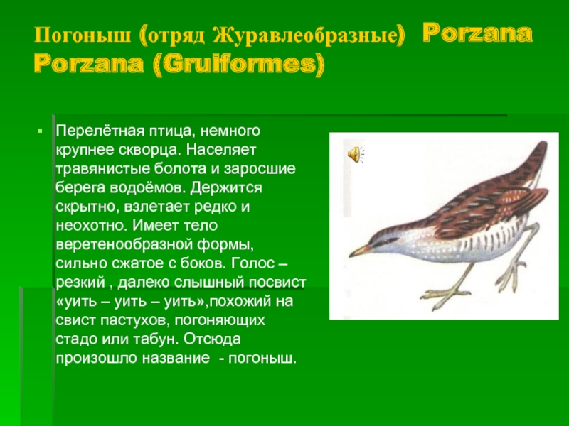 Погоныш (отряд Журавлеобразные) Porzana Porzana (Gruiformes)Перелётная птица, немного крупнее скворца. Населяет травянистые болота и заросшие берега водоёмов.
