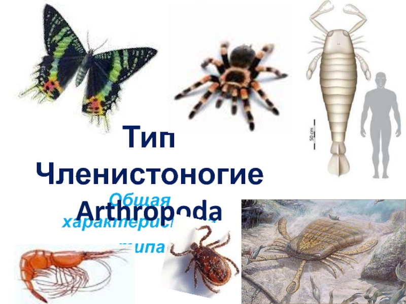 Тип Членистоногие Arthropoda
