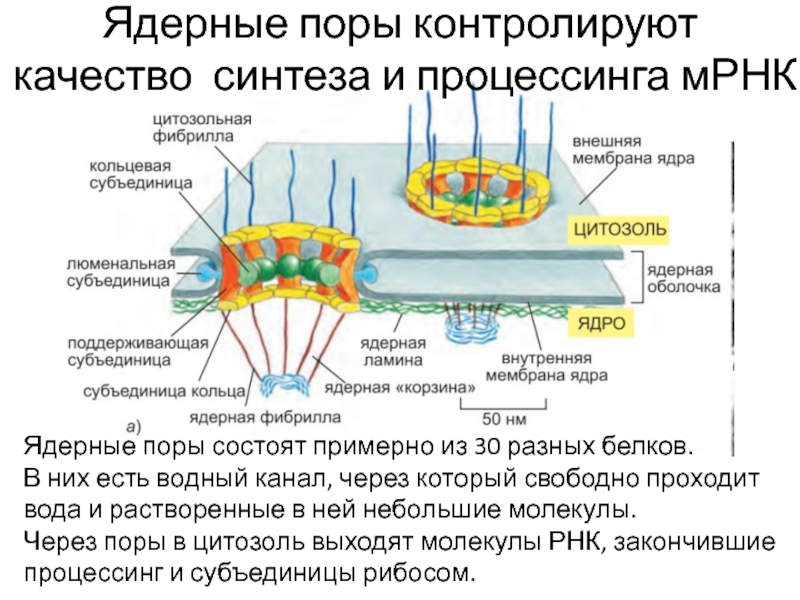 Ядерные поры