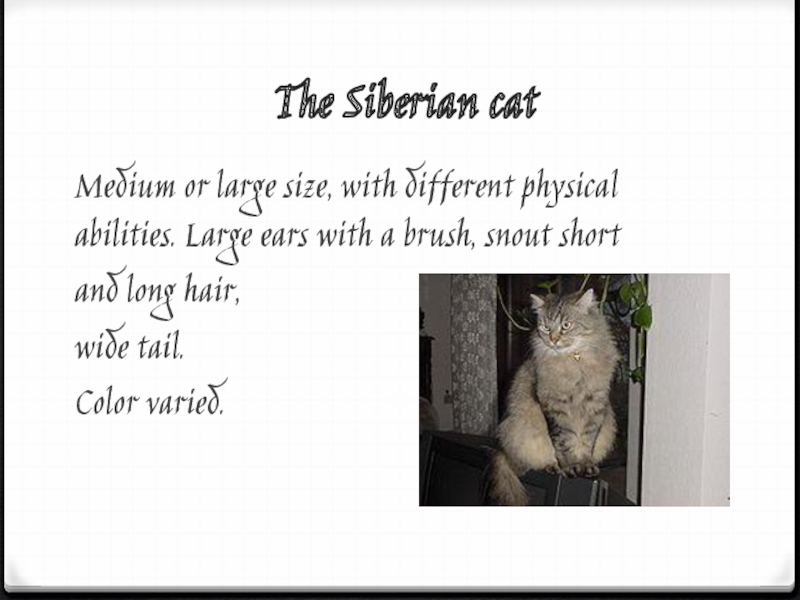 The Siberian catMedium or large size, with different physical abilities. Large ears with a brush, snout short