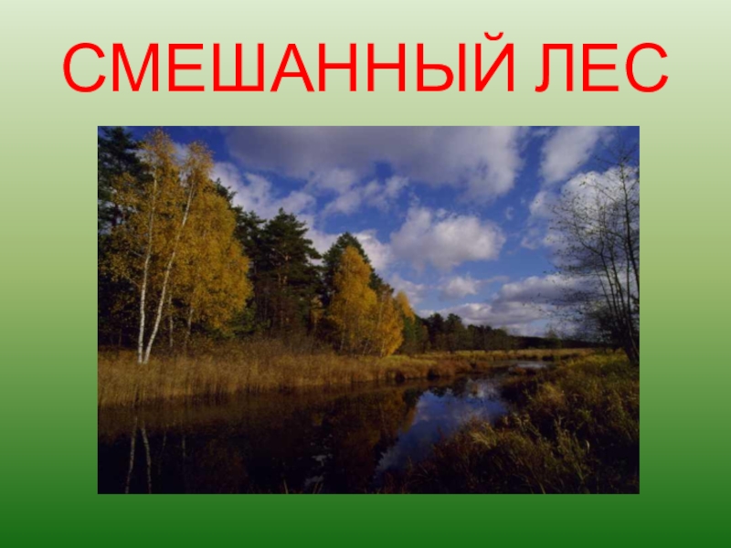 Лес и человек 4 класс окружающий мир презентация школа россии никифорова