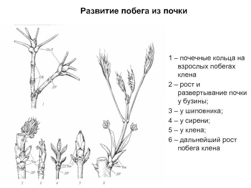 Почечное кольцо