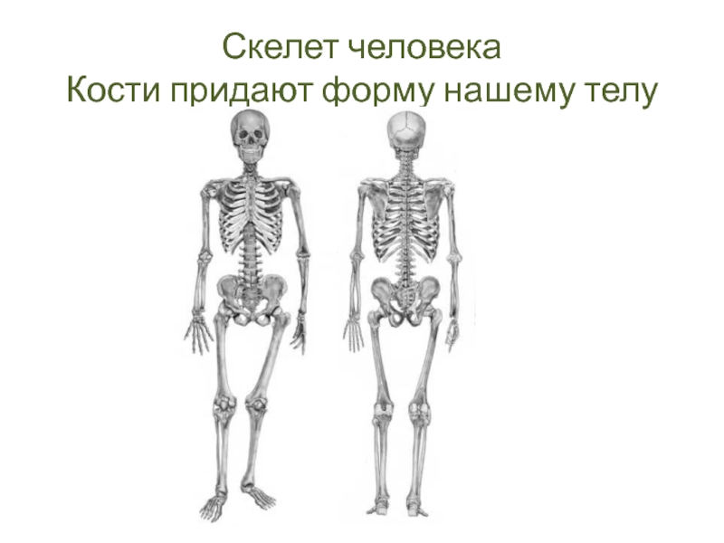 Кости человека 4 класс окружающий мир. Кости человека. Форма скелета человека. Сколько костей в скелете человека.
