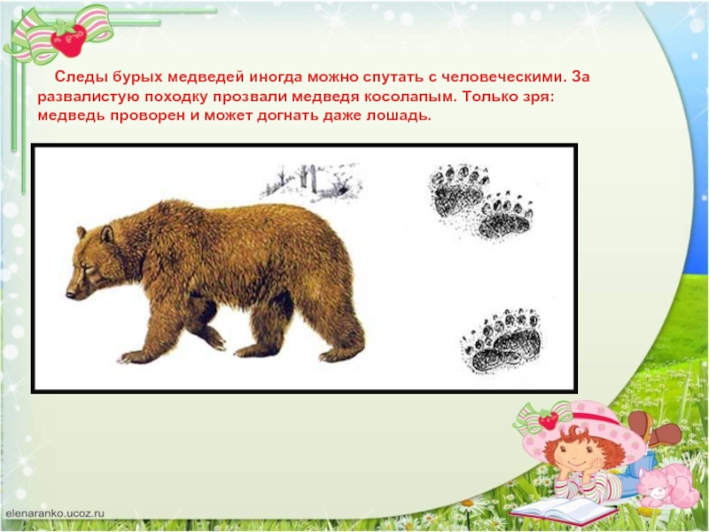 Следы бурых медведей иногда можно спутать с человеческими. За развалистую походку прозвали медведя косолапым. Только зря: медведь