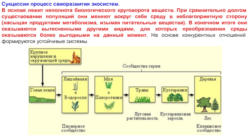 Саморазвитие экосистем сукцессии презентация