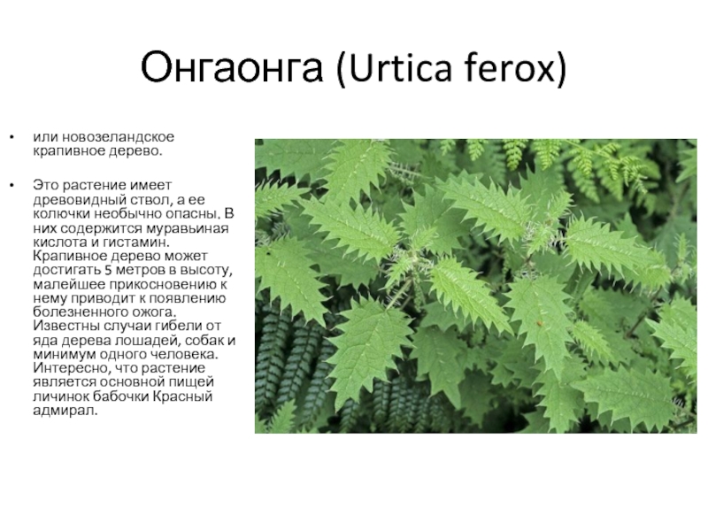 Онгаонга (Urtica ferox)или новозеландское крапивное дерево.Это растение имеет древовидный ствол, а ее колючки необычно опасны. В них