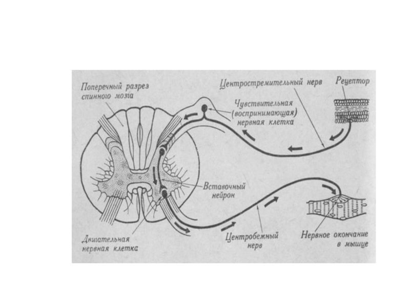 Простая рефлекторная дуга схема