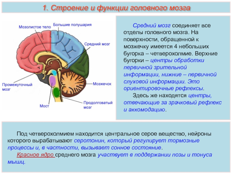 Отделы мозга и функции схема