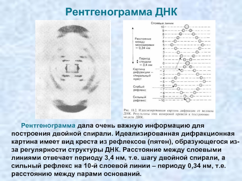 Фотография 51 днк