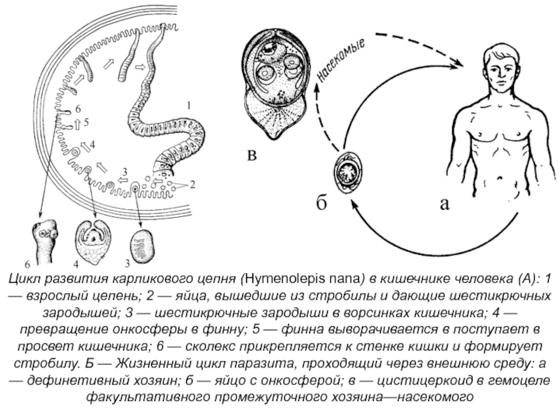 Онкосфера в кишечнике. Цикл развития карликового цепня. Жизненный цикл карликового цепня. Карликовый цепень жизненный цикл.